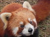 red panda