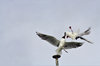 Flight on