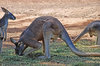 animal