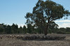 rural