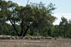 rural