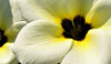 golden glow contrast