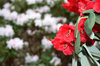 Red and white