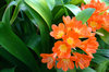 Orange flowers
