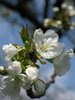 cherry tree bloom