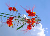 Bird of Paradise 1