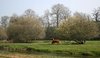 Riverside meadow