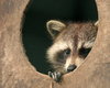 Raccoon Looking
