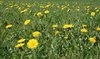 Dandelion landscape