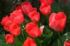 Red tulips