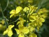 Canola Fields 4