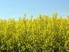 Canola Fields 8