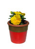 pansy in a pot