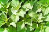 Nettle