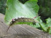 Caterpillar.