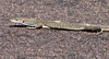 road runner