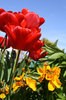 Tulips