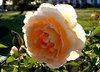 Big Blousy Rose