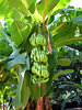 banana growth