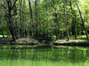green pond