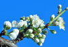 Spring Blooms