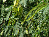 foliage background