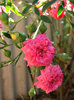pink climbing rose