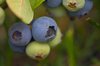 Blueberry