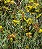 gum tree colours and shapes6