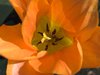 tulip