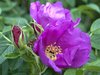 rose  hip