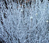 smokebush