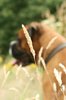 grass