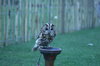 birds 2