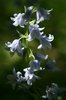bluebell