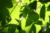 canopy