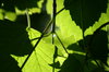canopy