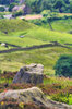 Yorkshire Moors