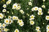 Daisies