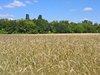 ripe wheat field