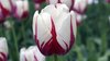 Keukenhof 2011 Netherlands