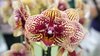 Keukenhof 2011 Netherlands