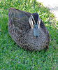 wild duck