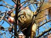 Angry Squirrel
