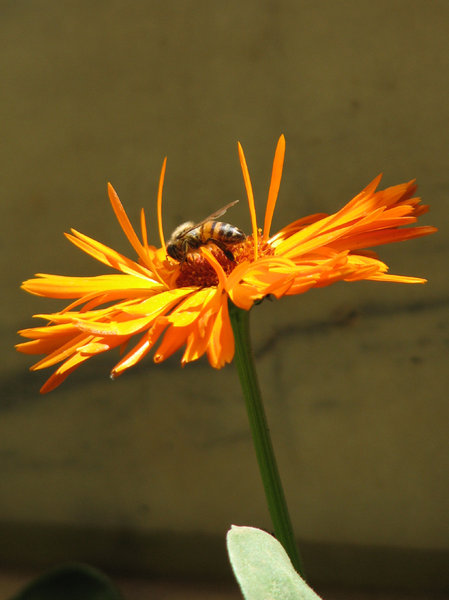 Marigold: Here is a Marigold & a bee enjoying it.