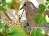 Dove & her Chick