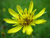 Taraxacum