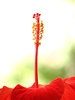 Hibiscus_2