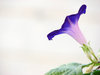 Ipomea_2