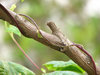 Ipomea's stem around Acacia's 